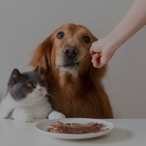 Pet food