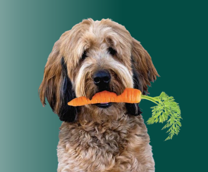Petfood & Care