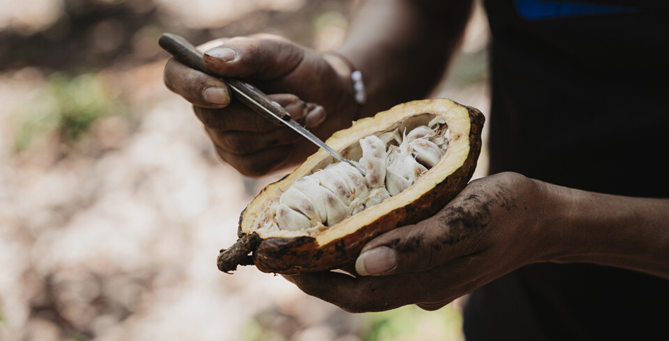 Tradin_cocoa_bean